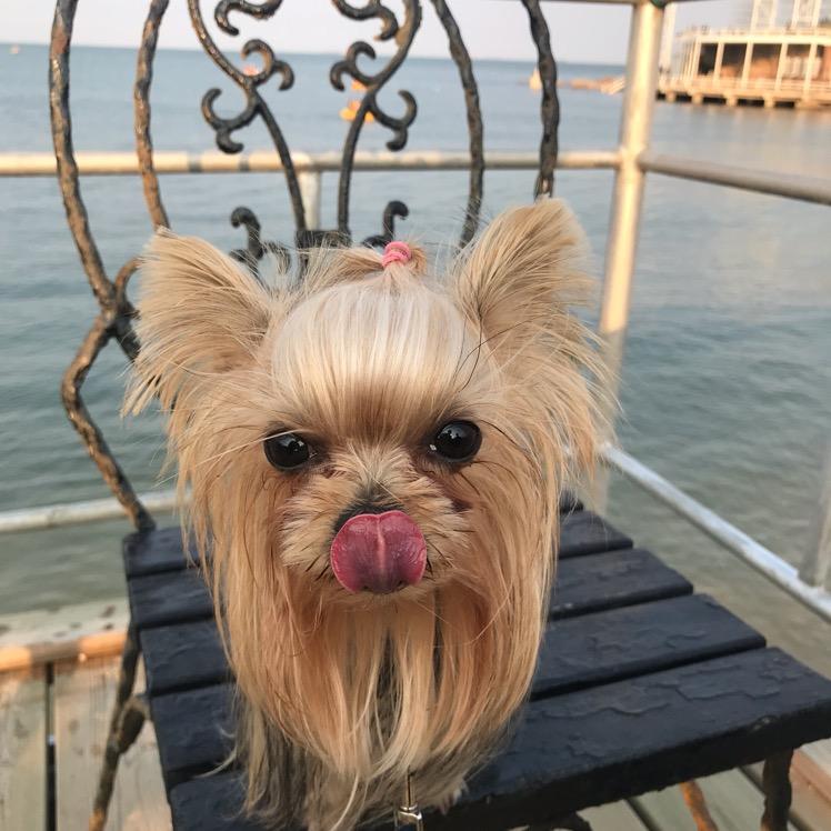茜茜哈哈