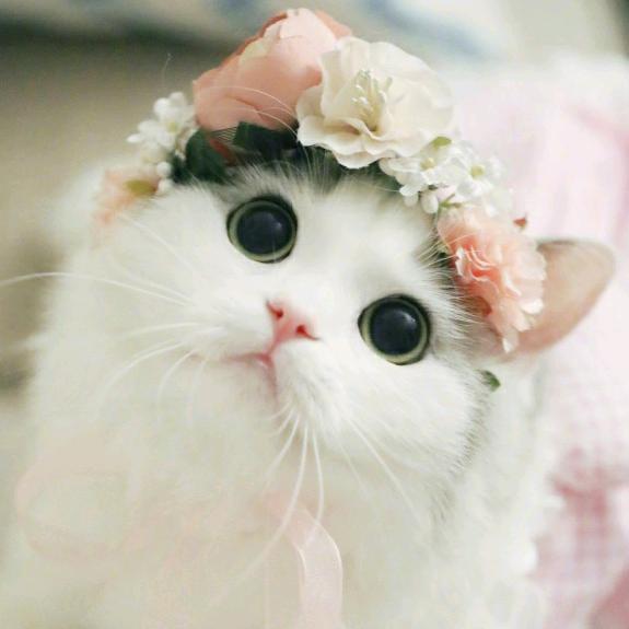 ๓๓ Stranger つ ゛