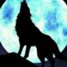 野狼🐺王