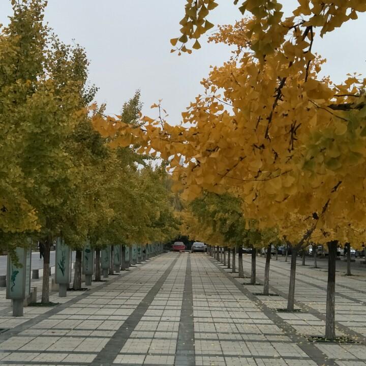 一叶知秋