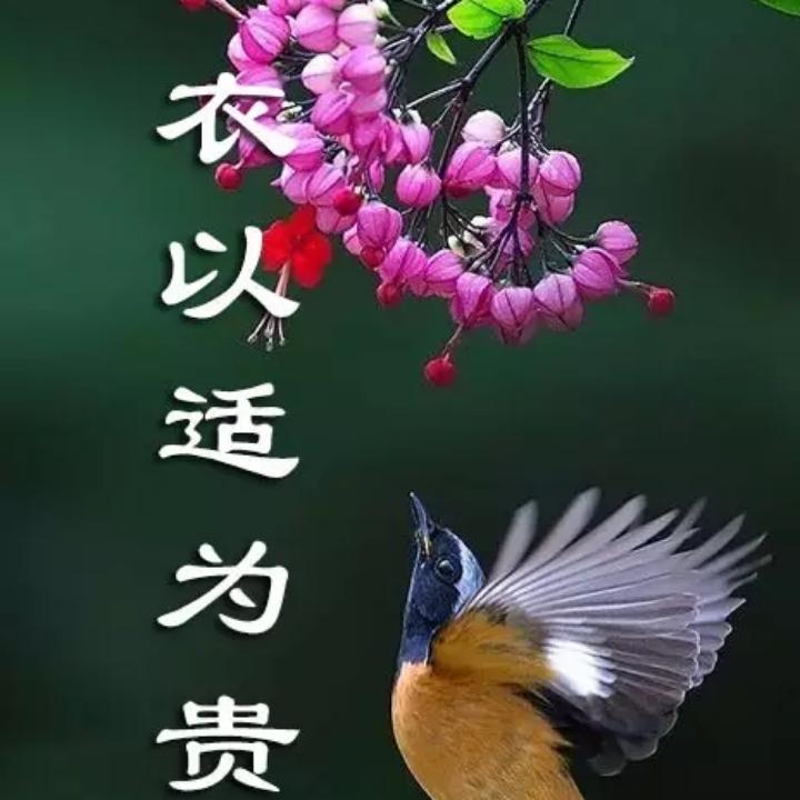 梦飞翔