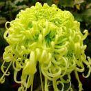 (ಥ_ಥ)执着(ಥ_ಥ)