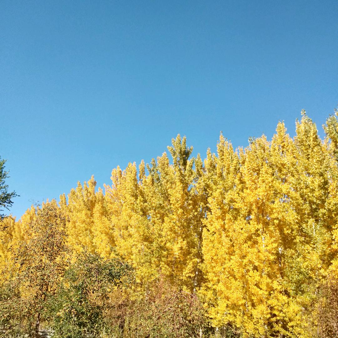 梦故乡