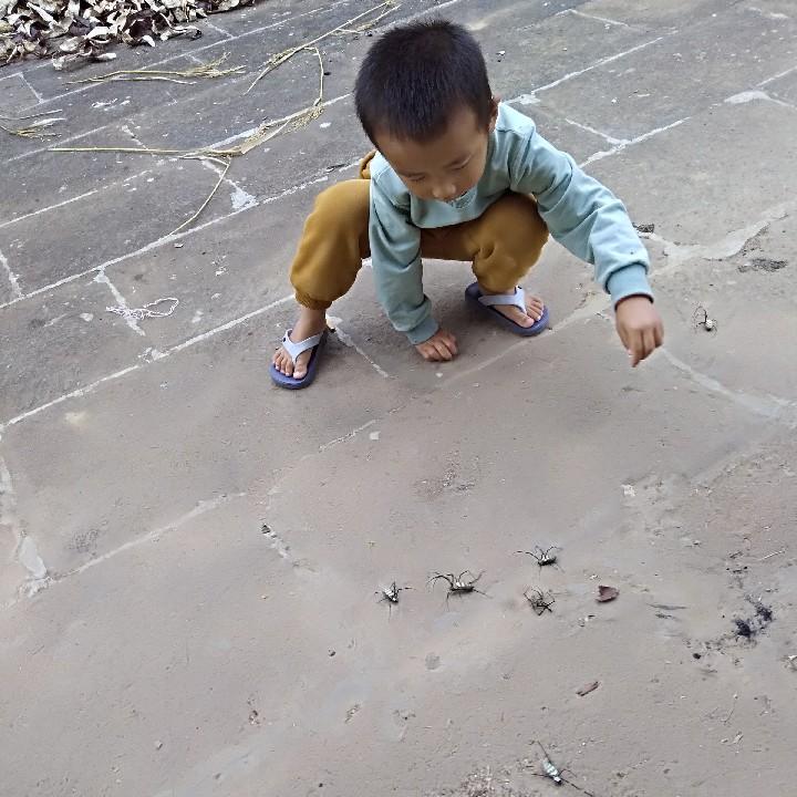 南柯一梦