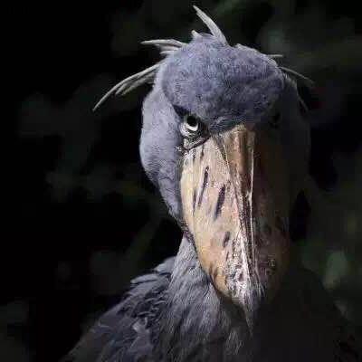 龍蝦❗ ʕ•̫͡•ིʔྀ。