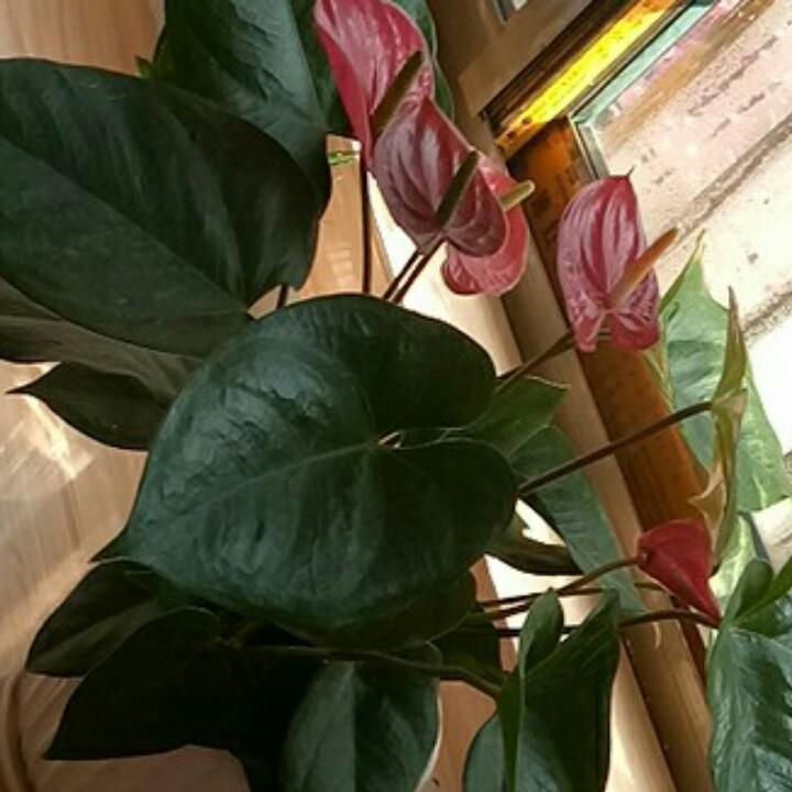 牵手