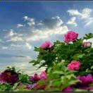 人生若只如初见