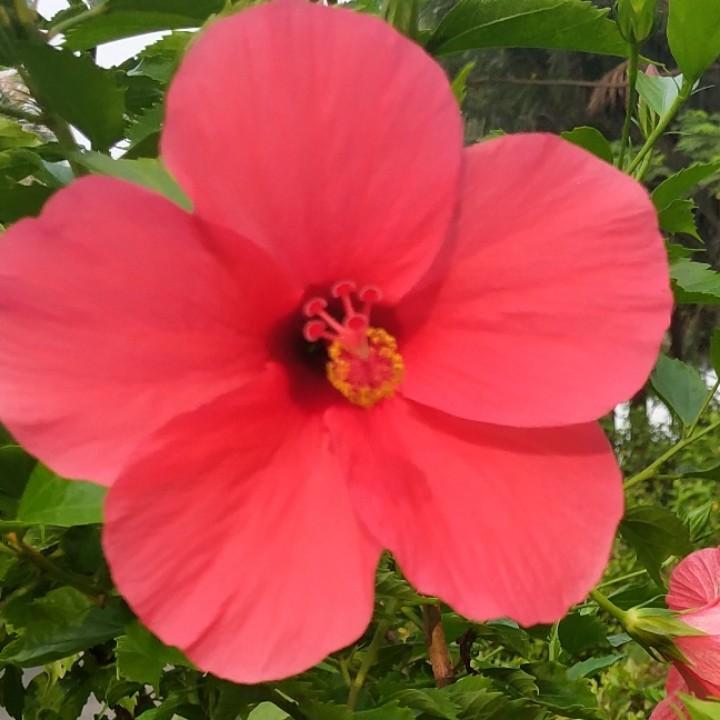佩