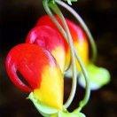 雨后彩虹《拒合拍》