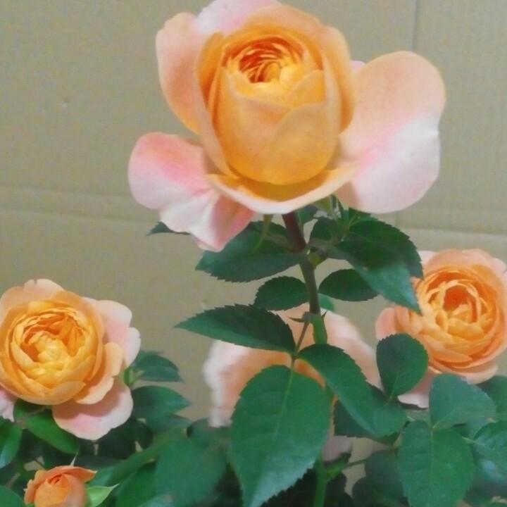 名媛花草园艺