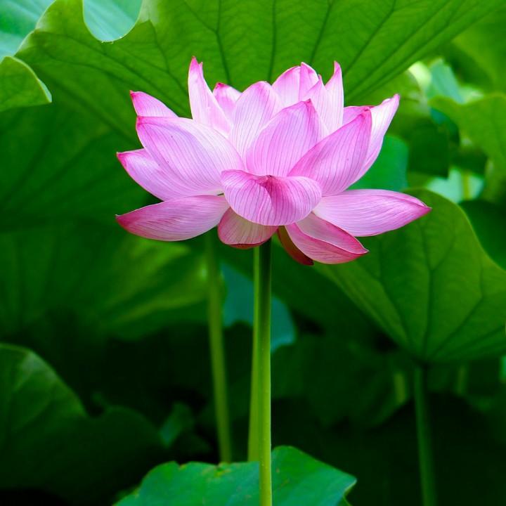 WEIWEI