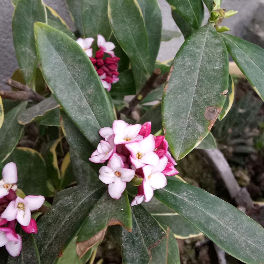 腊梅应傲雪而立