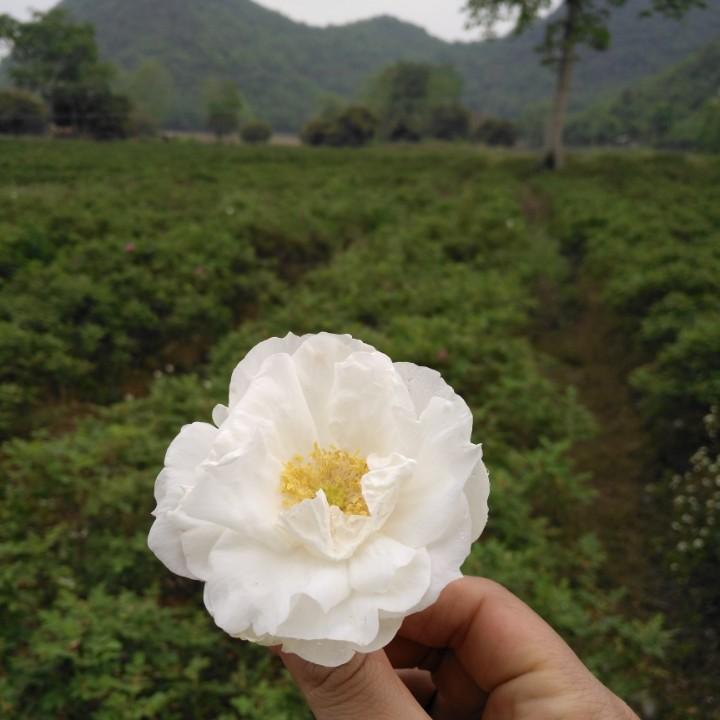 人生如梦