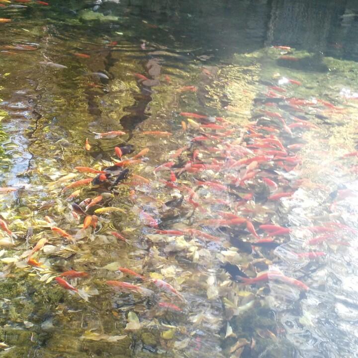 刘娟