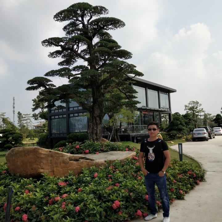 百林造型树@张