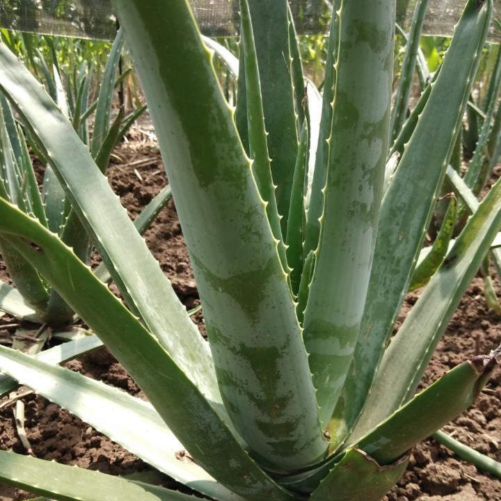 库拉索芦荟--杨
