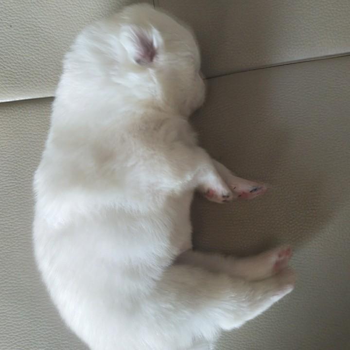 豪
