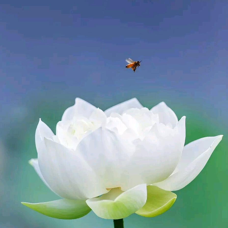 燕子