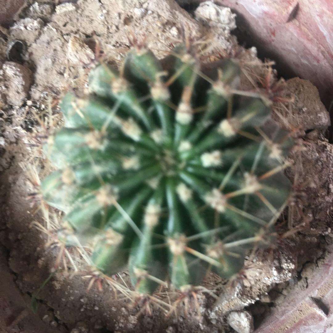 仙人掌