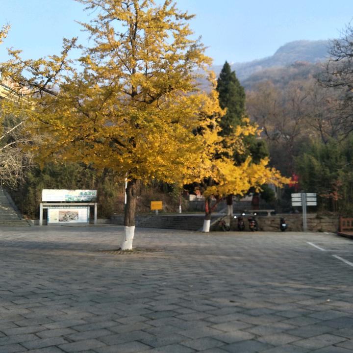 梅子