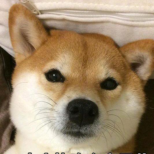 旭