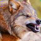 西部狼🐺