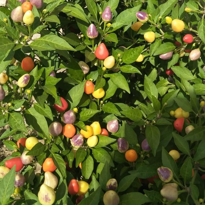 花生米