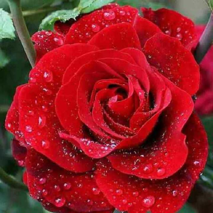 苦菜花