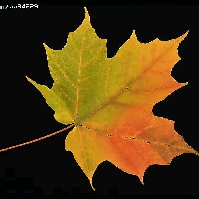 枫叶🍁
