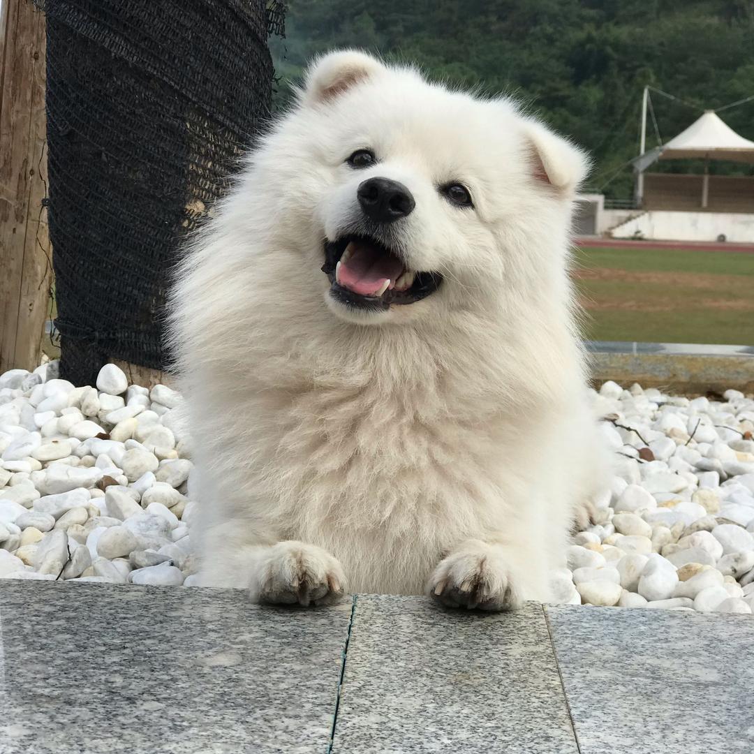 Cute•Q球球