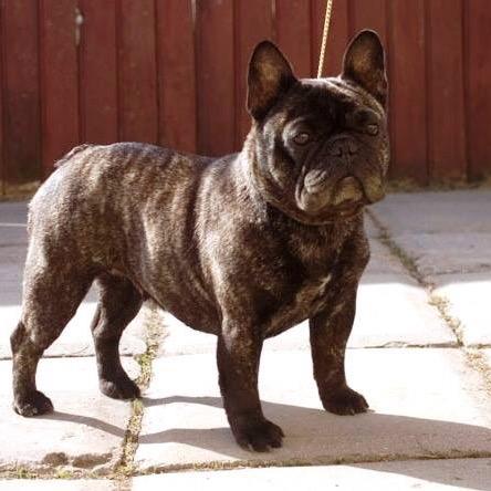 段涛法斗犬舍