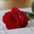 哥的世界你不懂