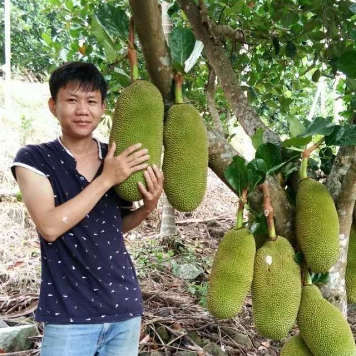 小伟凤梨菠萝蜜供应链