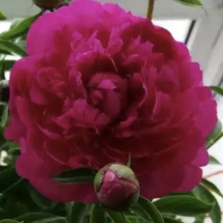 阳阳