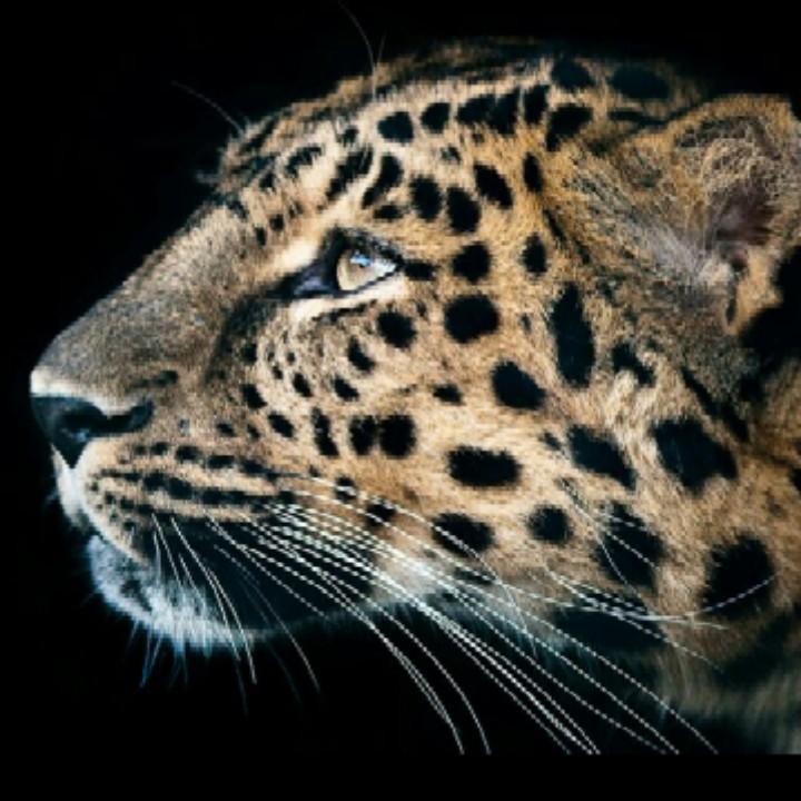 用户795277正能量平哥