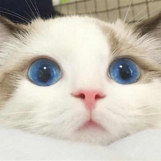 杭城三少萌宠基地