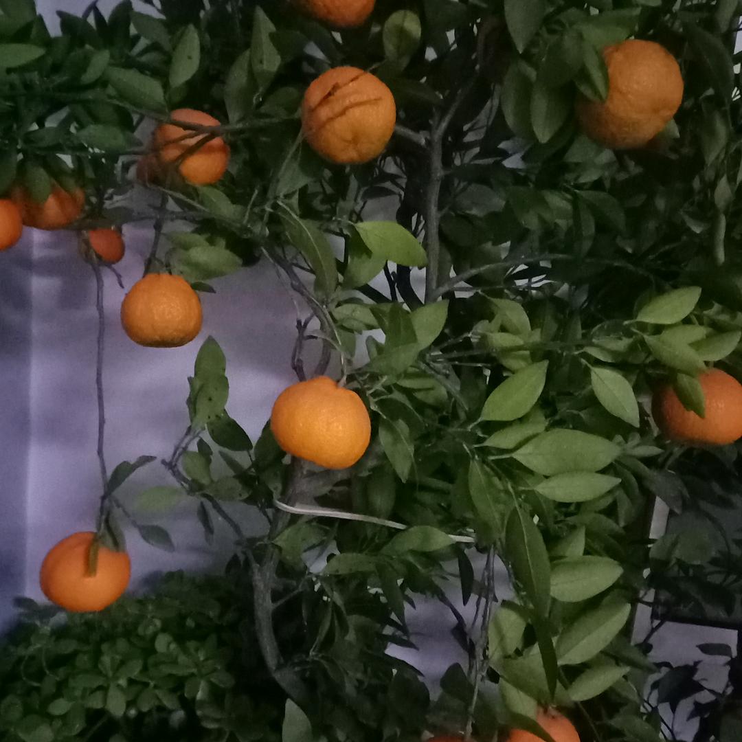富贵鸟