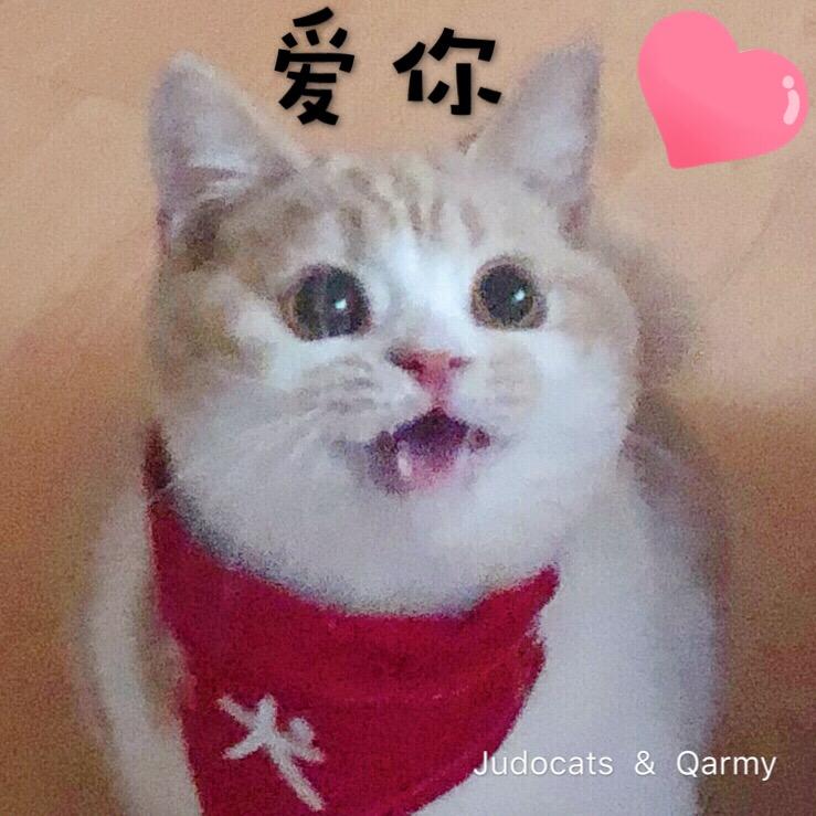 judocats柔道猫