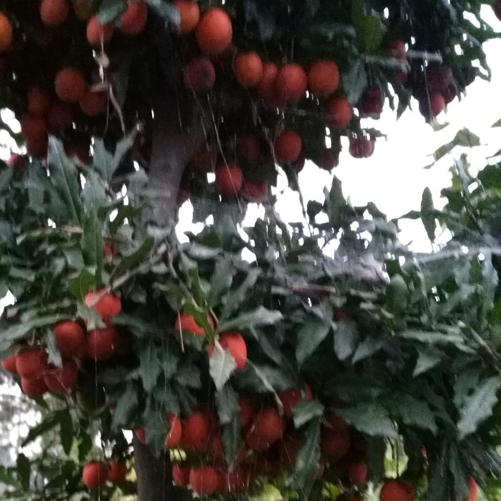 老王零食
