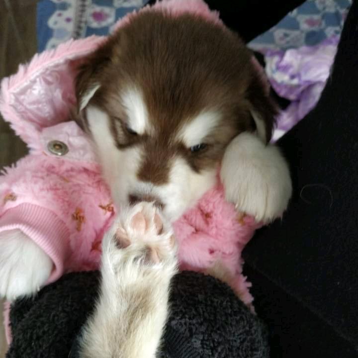 奶蛋是个小睡神