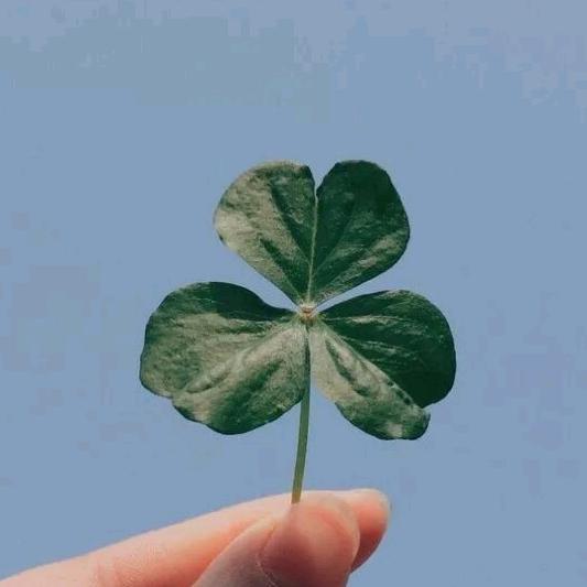 小叶子☘️