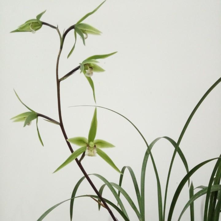 武夷悠兰