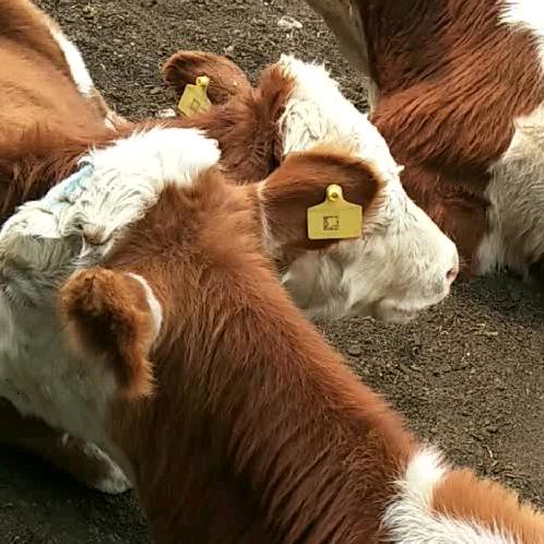 牛老板肉牛养殖场