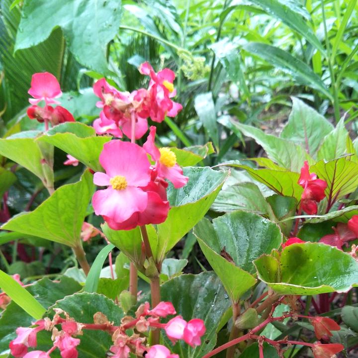 陈玲