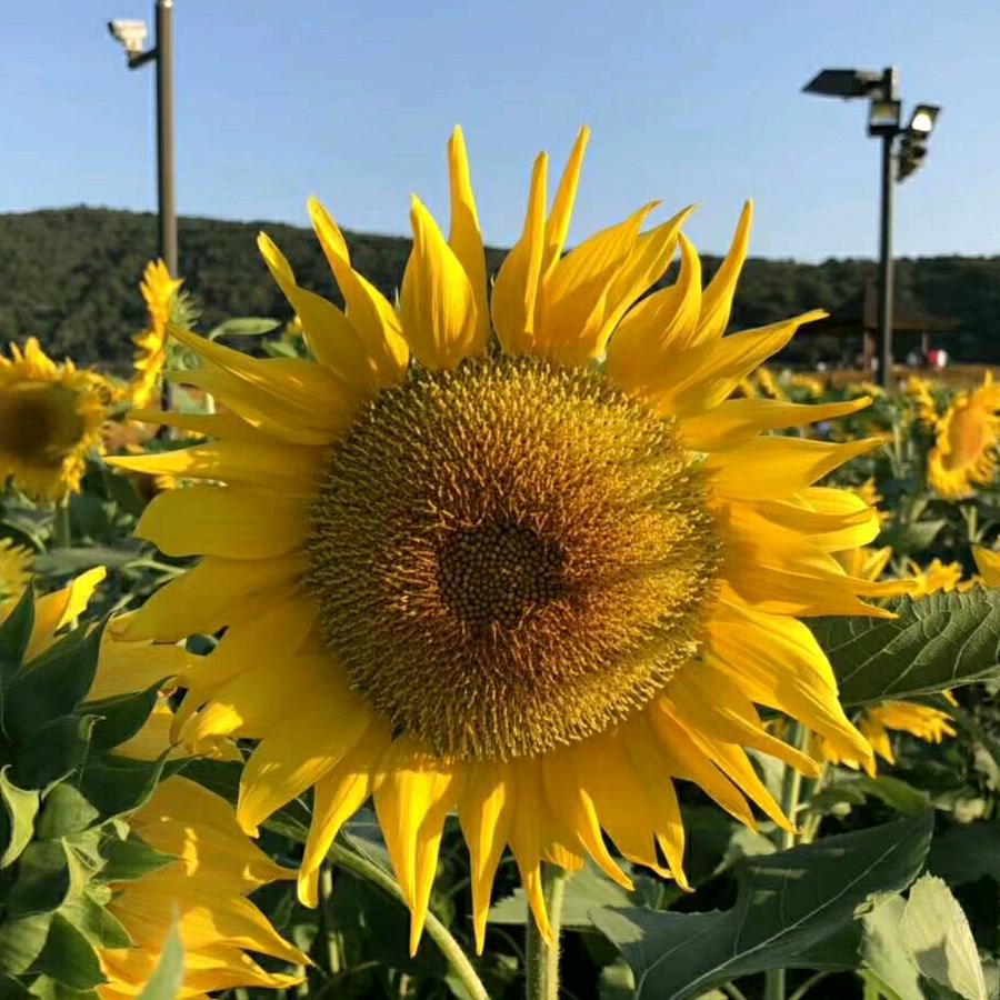 向日葵🌻