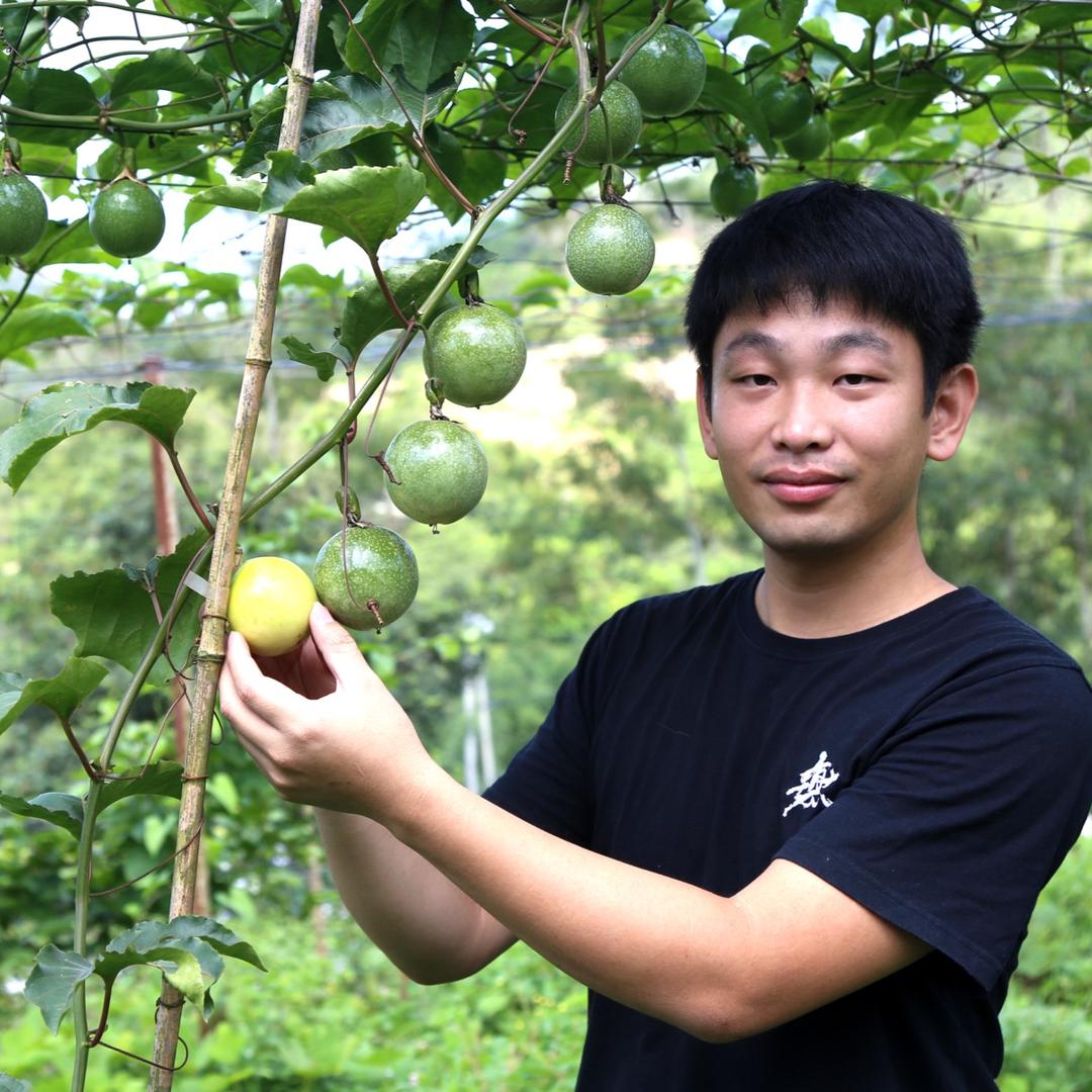 钦蜜88百香果