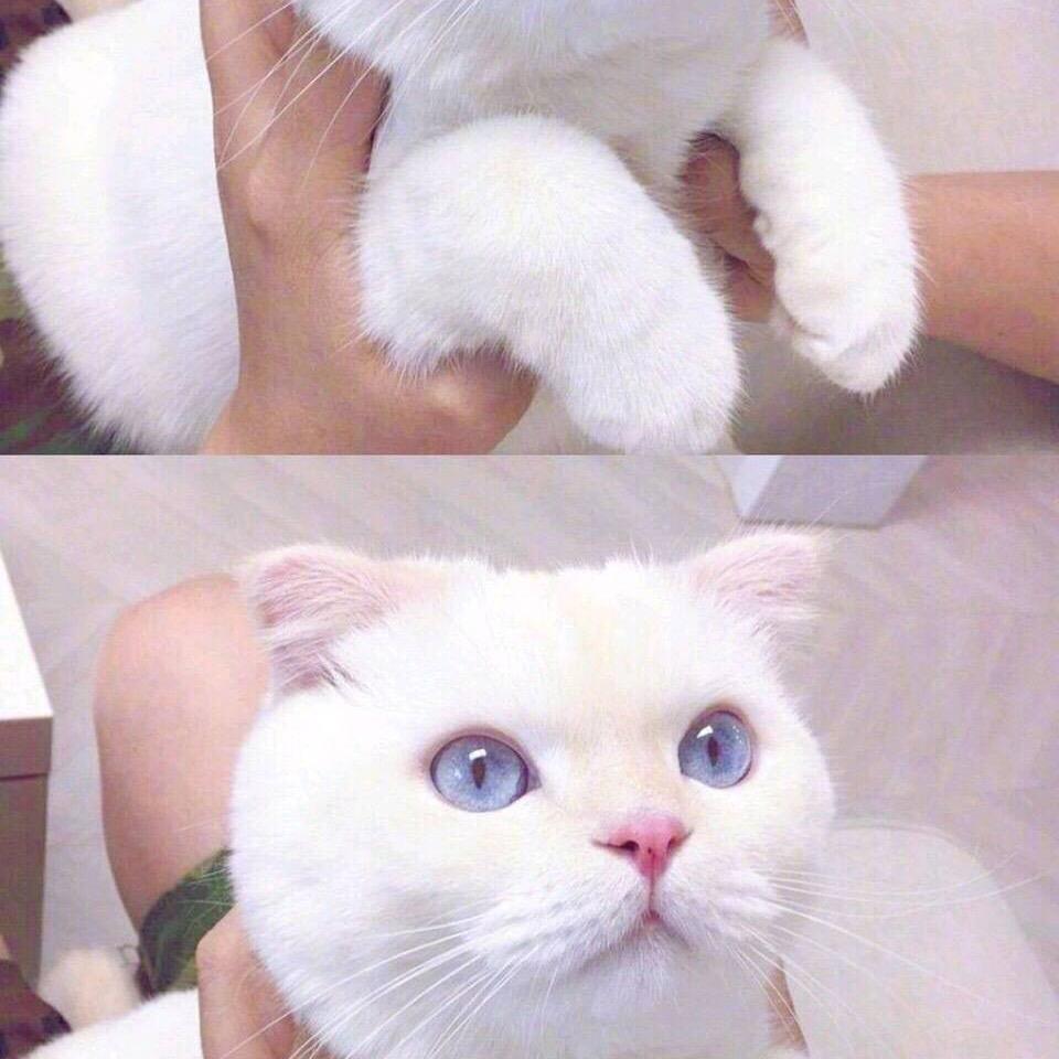 酸辣粉