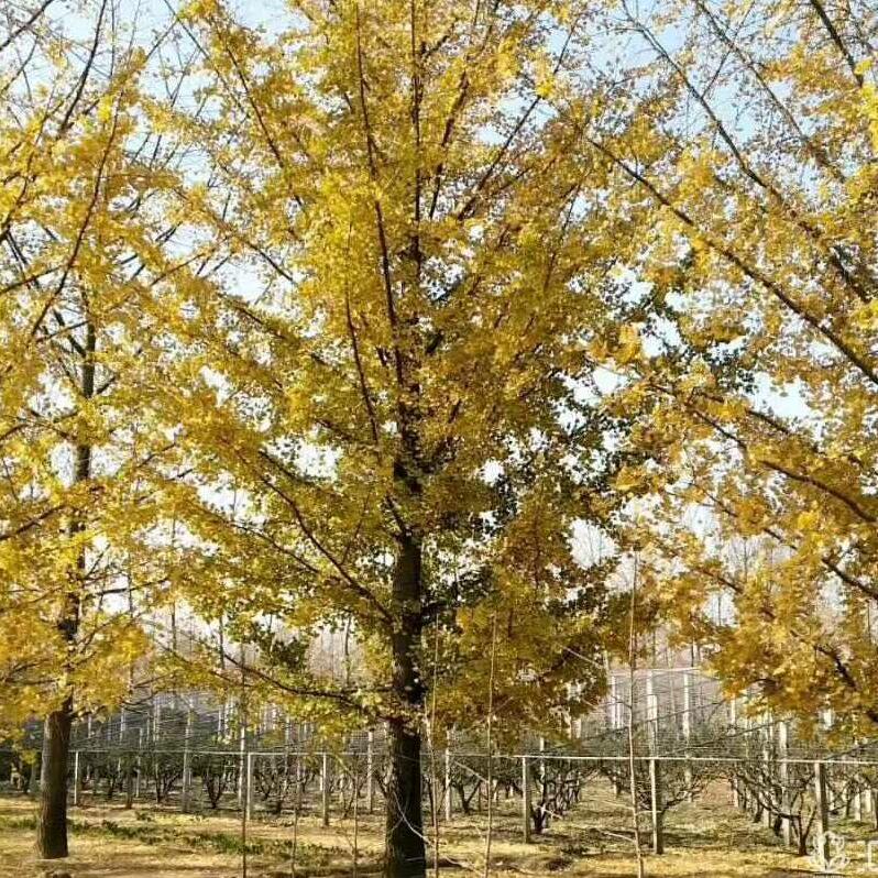 邳州市瑞景银杏苗木购销部