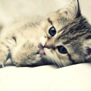 猫姐