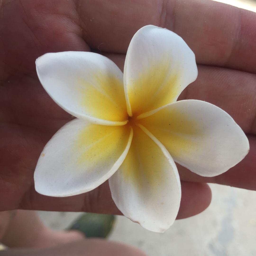 HY🌻